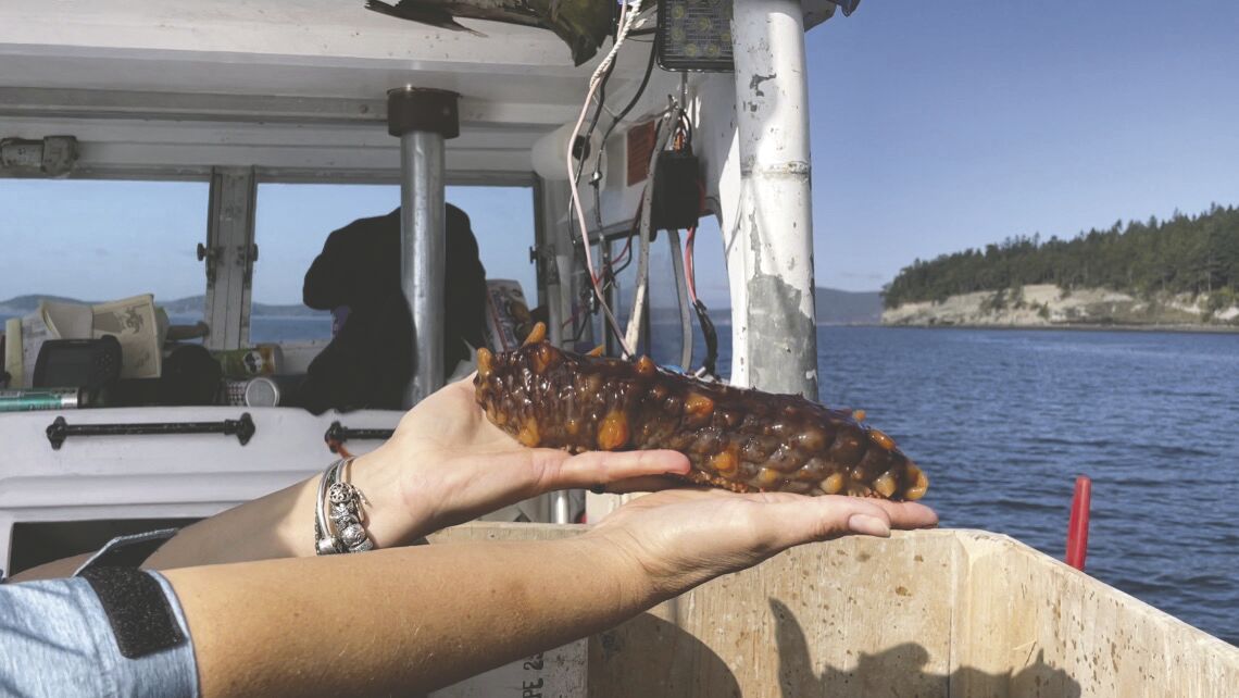 Sea cucumber detail
